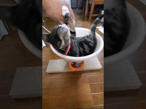 首輪と今日のキビ。体重1305g #cat #kitten #猫 #子猫 #仔猫 #子猫の体重 #ibukikohak… サムネイル