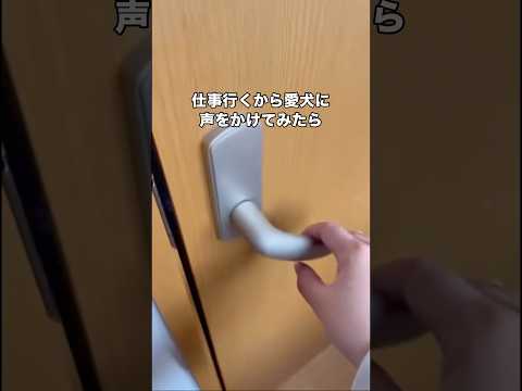 仕事前に声をかけただけなのにそんなことで起こすなよと思ってる柴犬がガチでダルい件 柴犬 犬系彼氏 起こすな shorts サムネイル