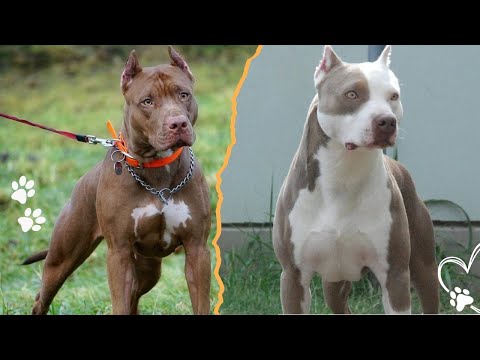 American Pit Bull Terrier History: From Working Dog to Amer… サムネイル