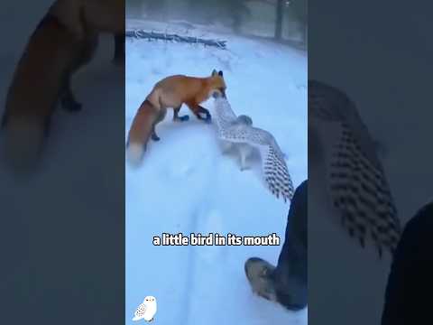 Man Saves Snowy Owl from Fox! 🦉 #animals #rescue #shortfeed… サムネイル