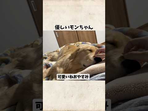 優しいモンちゃん goldenretriever ゴールデンレトリバー