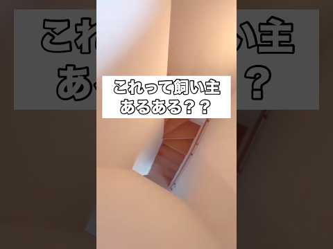 用事がないのについつい猫を呼んでしまうのは皆さん同じですか？ 黒猫 子猫 保護猫 shorts サムネイル