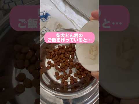 柴犬とん君の視線、、、感じます😆　柴犬　柴犬とん サムネイル