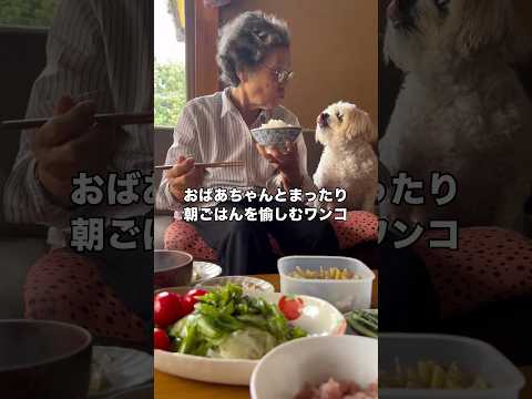 おばあちゃんとゆったりまったり朝ごはんを愉しむ犬 マルチーズ チワワ おばあちゃん shorts サムネイル