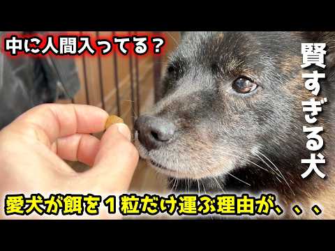 【衝撃】甲斐犬がエサを一粒だけ運ぶ理由が賢すぎてビックリしました笑 サムネイル