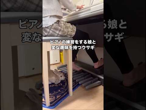 作曲発表会に向けピアノの練習に力が入る娘の足元で変な趣味を愉しむウサギ ウサギ うさぎ うさぎのいる暮らし shorts サムネイル