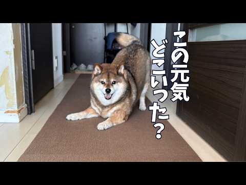 おじさん困惑。あんなに元気だったのに、急に歩くのをやめる柴犬花さん サムネイル