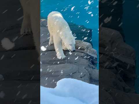 shorts ホッキョクグマのゆめちゃん　王子動物園　2025年12月27日 サムネイル