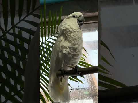 shorts ライラくん　タイハクオウム　那須どうぶつ王国にて　2026年1月30日 サムネイル