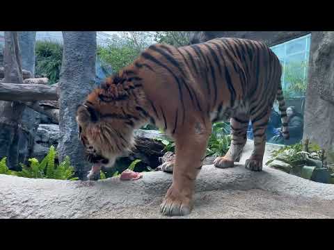 パンプくん登場〜！　スマトラトラ　神戸どうぶつ王国にて　2025年12月26日 サムネイル