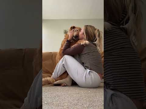 dog-tor coby to rescue🛟goldenpup puppy goldenpupppy dogbree…