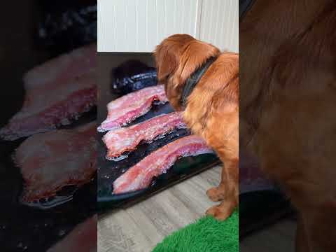 The TV Diet 😂 サムネイル