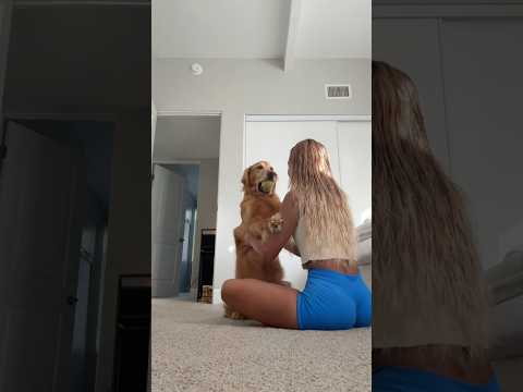 coming home to my golden retriever🥵goldenretreivers dog pup… サムネイル