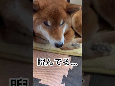 ’26.1.25 力丸の昼寝を、邪魔しちゃいけない… 柴犬 shibainu 柴犬のいる暮らし 柴犬の日常 寝顔 食べ… サムネイル