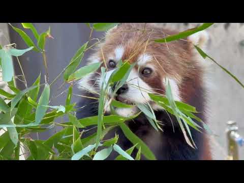 ボクたちの主食 笹を食べる事は大事なんだヨ〜っと ひなたくん☺️   レッサーパンダ　大森山動物園にて　2026年4月…
