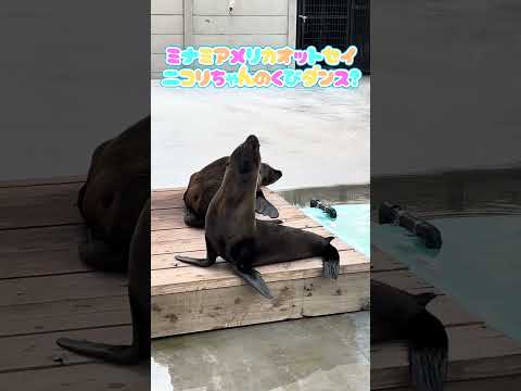 ミナミアメリカオットセイ ニコリちゃんのくびダンス 東武動物公園 アニマルパフォーマンスミナミアメリカオットセイニコリ サムネイル
