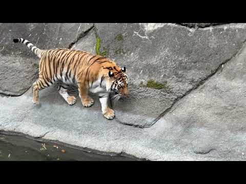 泳ぐのか⁈っと思わせるだけのサーシャちゃん🤣！　アムールトラ　浜松市動物園にて　2026年4月5日