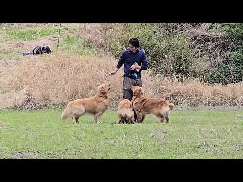 2026年4月18日 フクマル君、ビス、イロハの楽しい時間。それは泥遊び？ サムネイル