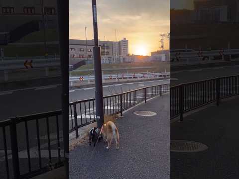 夕焼けこやけ newmusic dog doggie 柴犬 パグ shibainu pug walking お散歩 c… サムネイル