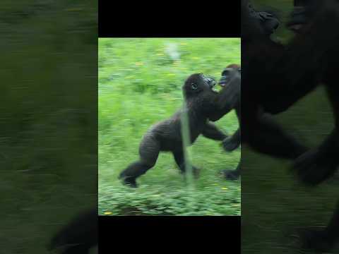 gorilla fun playing 🤣 gorillatag taipeizoo 金剛猩猩 台北市立動物園 zoo… サムネイル