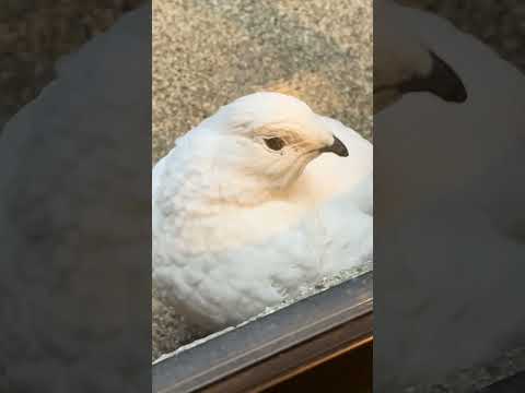 shorts ニホンライチョウ　那須どうぶつ王国　IMG 0908 サムネイル