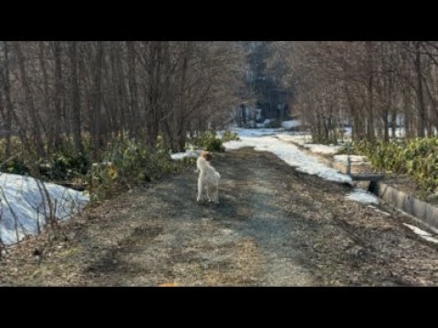 【癒やし】何もないのが一番の幸せ。愛犬たちと過ごす、のんびり穏やかなLIVE サムネイル