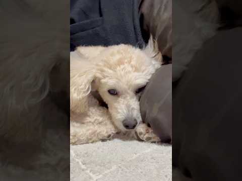 shorts 眠いタローちゃん　トイプードル　2026年2月7日 サムネイル
