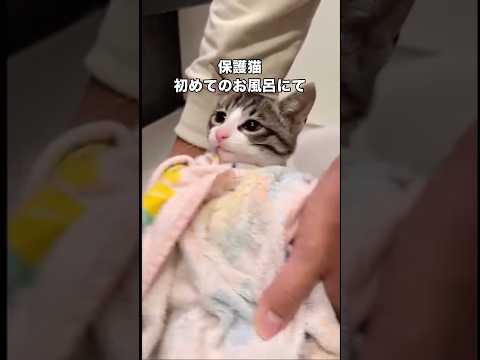 保護されて初めてのお風呂に入る子猫がお利口さんすぎる 保護猫 子猫 野良猫 里親 サムネイル