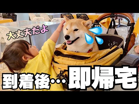 犬達の楽園ドギーズアイランドに行ったら、即帰宅する羽目になりました… サムネイル