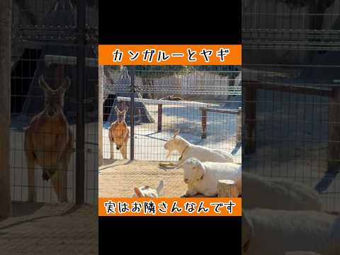 実はお隣同士です　東武動物公園 動物 動物園 かわいい 癒し animals zoo ヤギ カンガルー お隣さん サムネイル