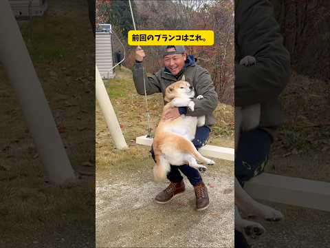ブランコが好きすぎる柴犬の乗り方が特殊すぎる件 柴犬 shibainu youtubeshorts サムネイル