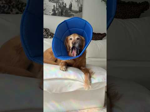 conversations with my golden retriever🥺goldenretreivers dog…