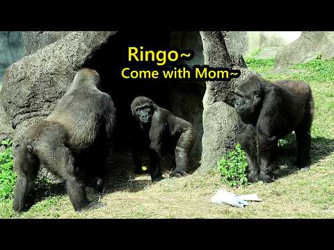 Gorilla Ringo,Jabali kept playing, Tayari & Iriki couldn't… サムネイル