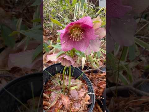 shorts クリスマスローズが咲きました〜　2026年4月10日