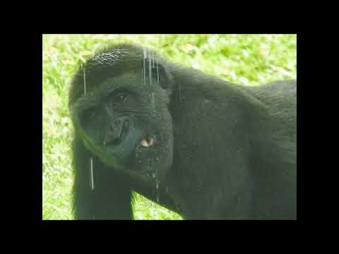 stay hydrated.little gorilla Jabali 5y7m old nephew & aunt… サムネイル