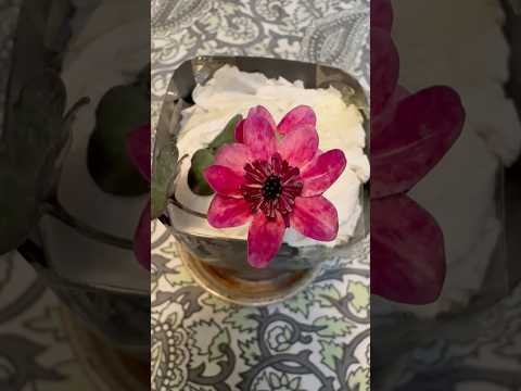 shorts 雪割草が綺麗です〜 サムネイル