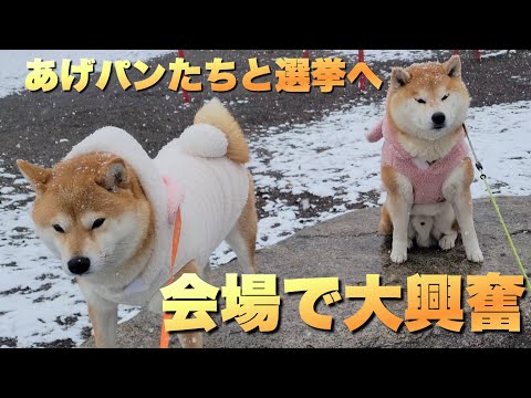 柴犬と娘と、初めての雪遊び＆選挙も…会場でテンション爆上げな柴犬 サムネイル