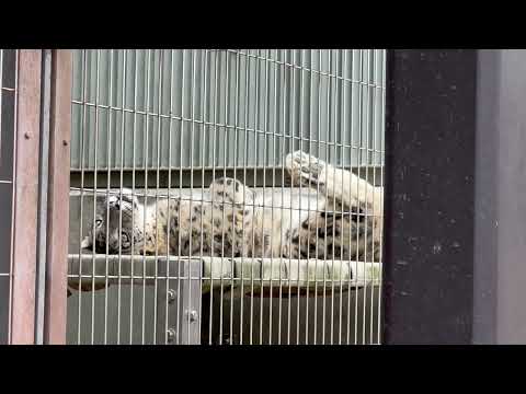 へ、へそ天⁈リアンちゃん　ユキヒョウ　東山動植物園にて　2026年3月13日