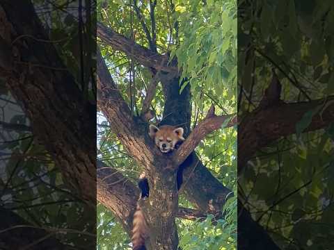 statue ココロくん　レッサーパンダ　埼玉県こども動物自然公園にて　2026年5月30日 サムネイル