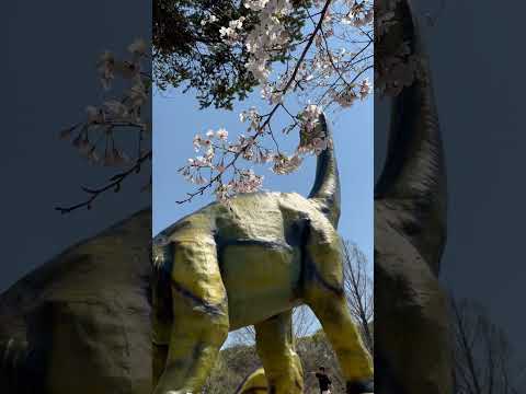 shorts 恐竜🦕も花見する🌸　のんほいパークにて　2026年4月3日 サムネイル