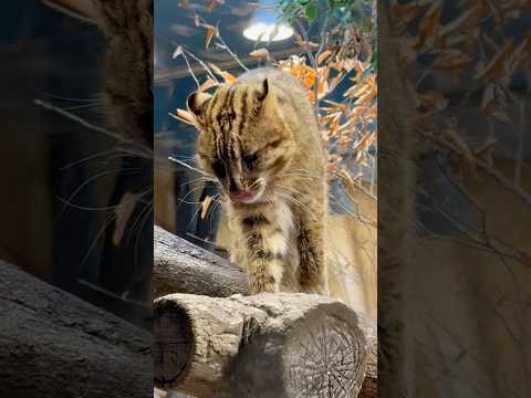 shorts アムールヤマネコのビワくん　那須どうぶつ王国　2026年3月27日 サムネイル