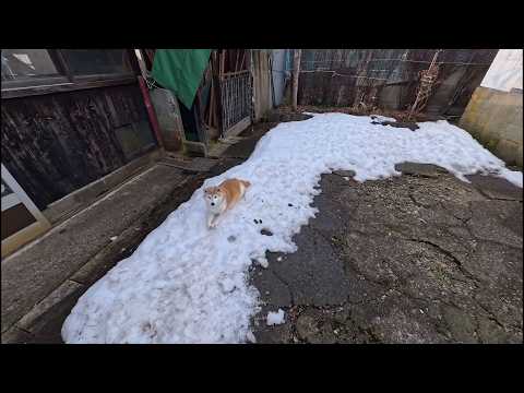 ファイナル雪山に立てこもるモモさん サムネイル