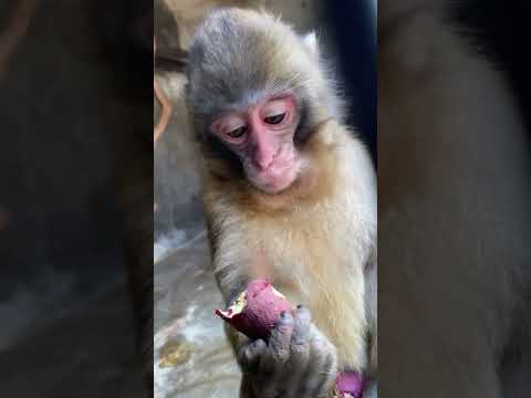 人工哺育で育ったモン吉の弟分モンジ次♪shorts ニホンザル 猿 サムネイル