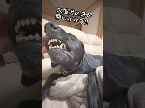 襲いかかる恐怖の大型犬！ サムネイル