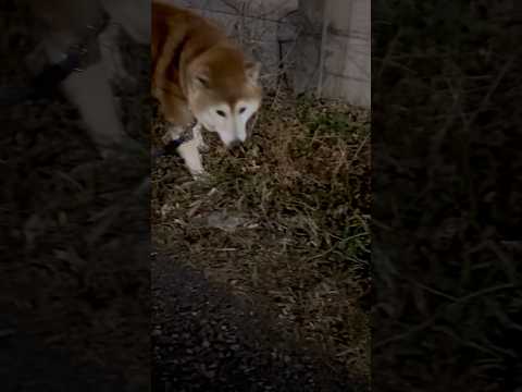 柴犬福 兄に呼ばれた時の柴犬、ロングver.🤣Brother and Shiba🤣shorts funny funny… サムネイル