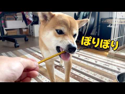 【柴犬小夏】ヒート中の気晴らしにプレッツェルでおやつタイム　ASMR サムネイル