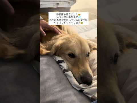 落ち着きました ゴールデンレトリバー 大型犬のいる生活 goldenretreiver 急性骨髄性白血病