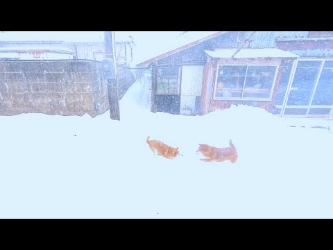 猛吹雪でもへっちゃらな柴犬たち サムネイル
