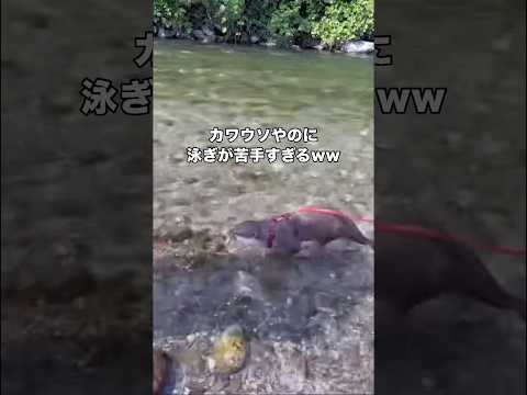 カワウソだって普通に流されます カワウソ コツメカワウソ 川 shorts