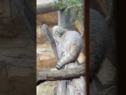 shorts ナゴムくんの視線の先は飼育員さん⁈ マヌルネコ　那須どうぶつ王国にて　2026年4月11日